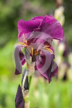 Iris, Kasatik, Cockerel. iris blooms. Closeup of Iris.Â 
